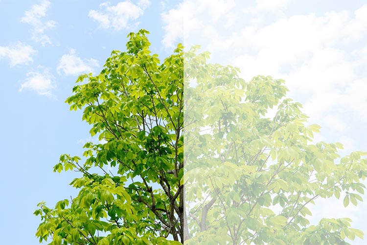 白内障のイメージ写真