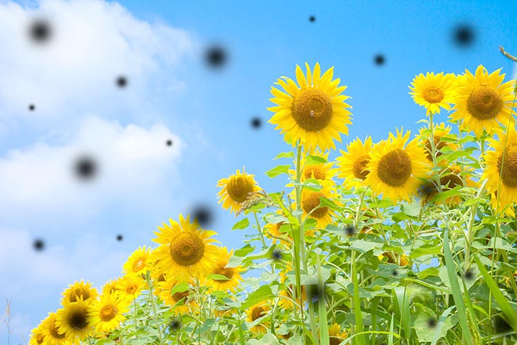 網膜円孔、網膜裂孔、その他の網膜疾患などのイメージ写真